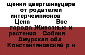 щенки цвергшнауцера от родителей интерчемпионов,   › Цена ­ 35 000 - Все города Животные и растения » Собаки   . Амурская обл.,Константиновский р-н